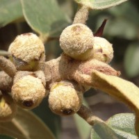 Ficus mollis Vahl